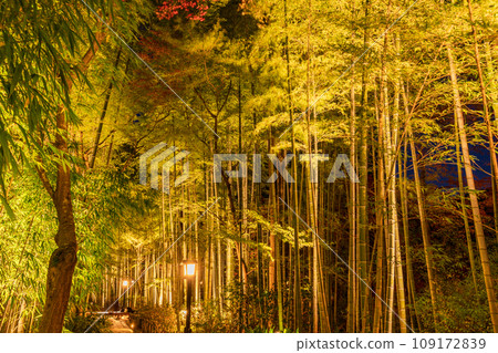 (靜岡縣)修善寺溫泉竹林小徑/燈飾 (靜岡縣)修善寺溫泉竹林小徑/燈飾 109172839
