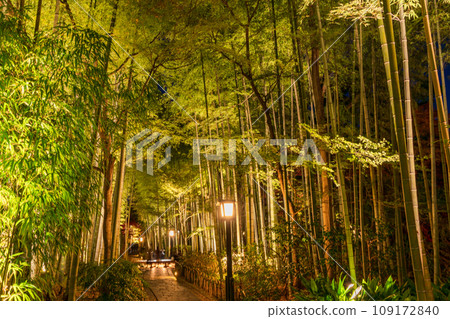 (Shizuoka Prefecture) Shuzenji Onsen Bamboo Forest Path/Illumination 109172840