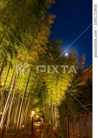 (Shizuoka Prefecture) Shuzenji Onsen Bamboo Forest Path/Illumination 109172908