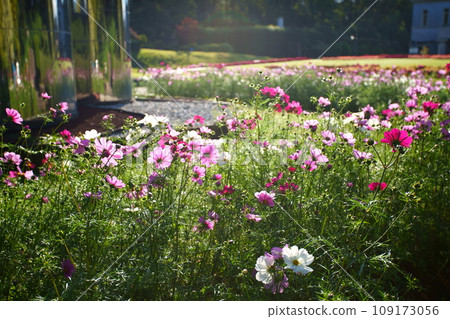 Cosmos flowers 109173056