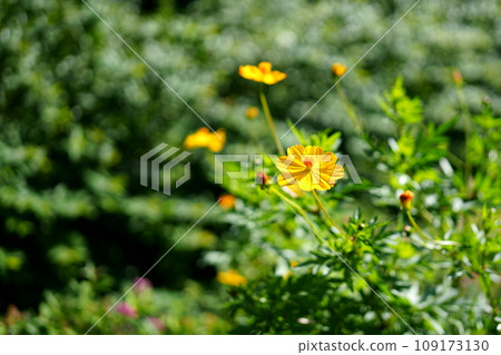波斯菊花 波斯菊花 109173130