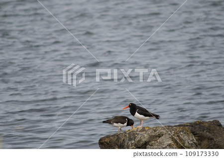 Magellanic oystercatchers. Magellanic oystercatchers. 109173330