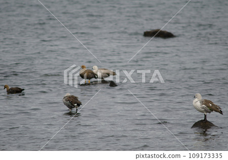 Upland geese. Upland geese. 109173335