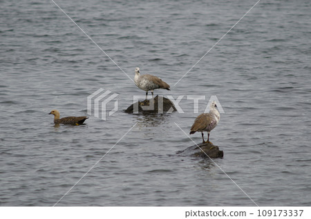 Upland geese. 109173337