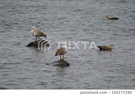 Upland geese. Upland geese. 109173390