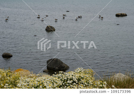Upland geese. Upland geese. 109173396