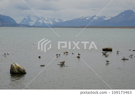 Upland geese. 109173463