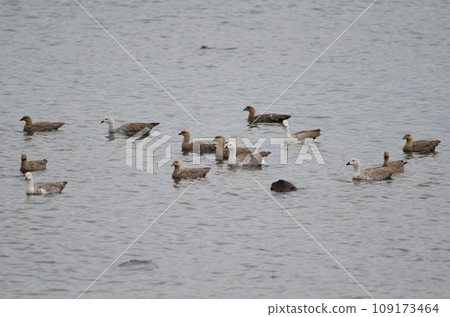 Upland geese. Upland geese. 109173464