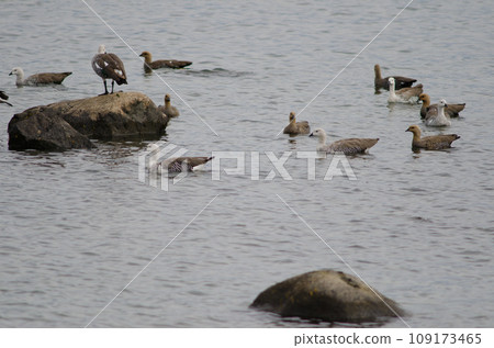 Upland geese. Upland geese. 109173465