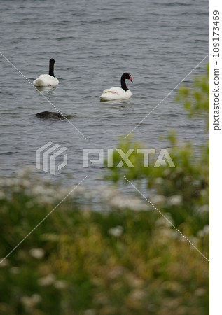 Black-necked swans. Black-necked swans. 109173469
