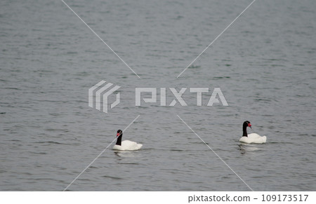 Black-necked swans. Black-necked swans. 109173517