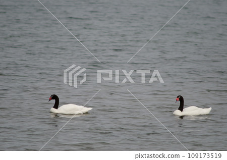 Black-necked swans. 109173519