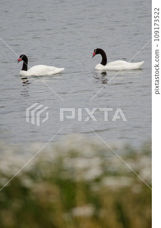 Black-necked swans. 109173522