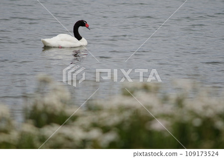 Black-necked swan. Black-necked swan. 109173524