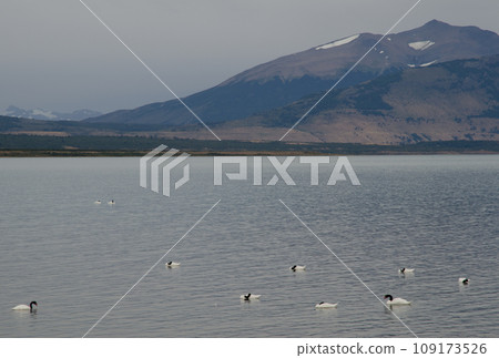 Black-necked swans. 109173526