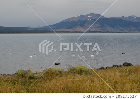 Black-necked swans. Black-necked swans. 109173527