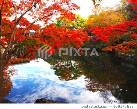 Autumn leaves at Nishinomaru Garden in Wakayama Prefecture 109173652