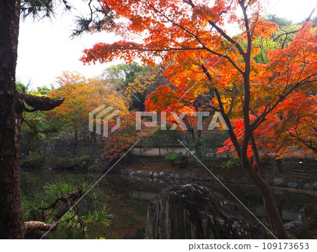 Autumn leaves at Nishinomaru Garden in Wakayama Prefecture 109173653
