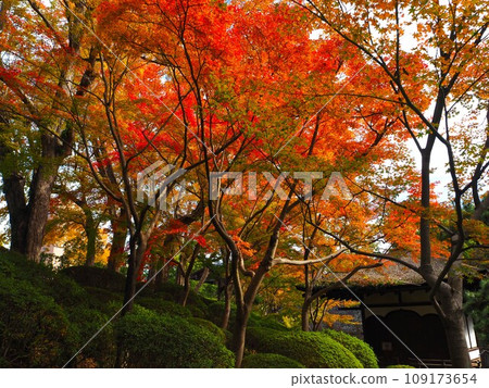 Autumn leaves at Nishinomaru Garden in Wakayama Prefecture 109173654
