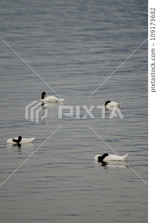 Black-necked swans. Black-necked swans. 109173682