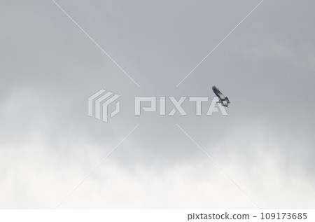 Andean condor in flight.  109173685