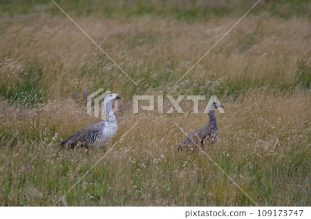 Upland Geese. 109173747