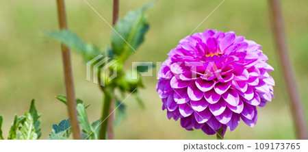 Dahlia flower and summer garden. Wide photo 109173765