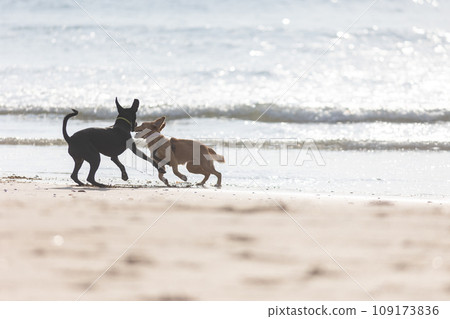 Two Playful Dogs Enjoying a Day of Fun in the Sun at the Beach 109173836