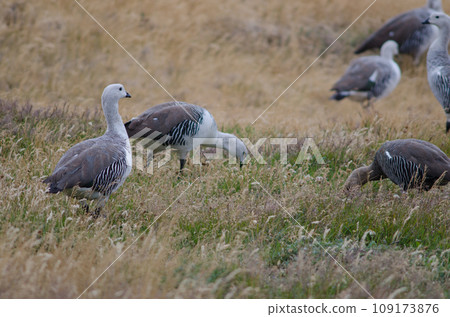 Upland geese. Upland geese. 109173876