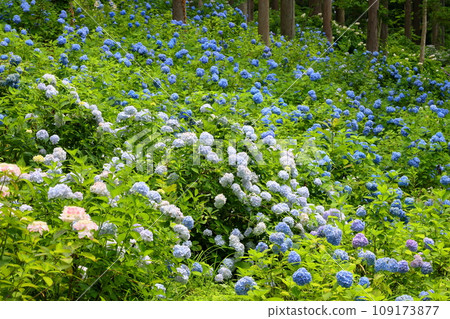 岩手縣一關市舞川原澤的陸奧繡球花園，森林中的樹木間佈滿了繡球花等繡球花。 109173877