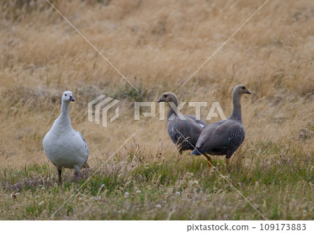 Upland geese. 109173883