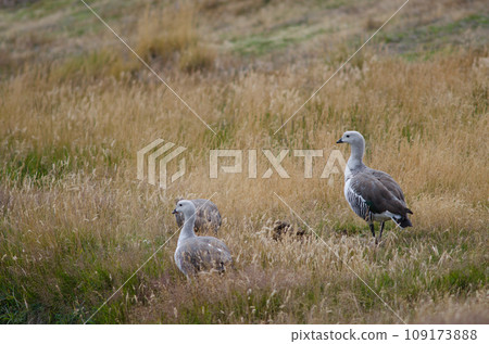 Upland geese. 109173888