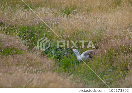 Male upland geese drinking water. 109173892