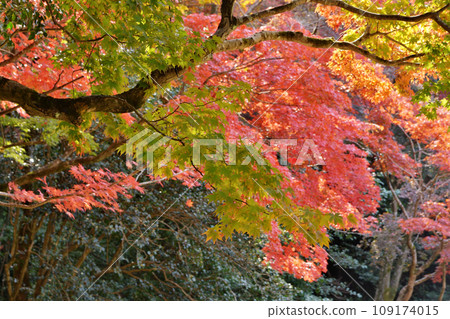 Shisen-do秋葉 Shisen-do秋葉 109174015