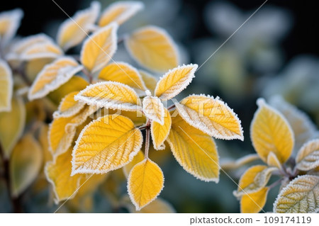 Yellow beech leaves covered with frost in late fall or early winter. 109174119