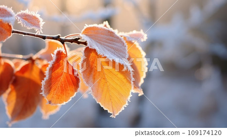 Orange beech leaves covered with frost in late fall or early winter. Orange beech leaves covered with frost in late fall or early winter. 109174120