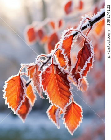 Orange beech leaves covered with frost in late fall or early winter. 109174122