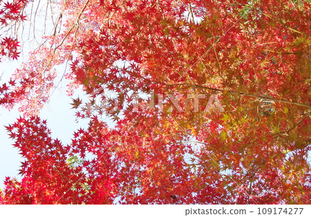 推薦神社秋葉 推薦神社秋葉 109174277