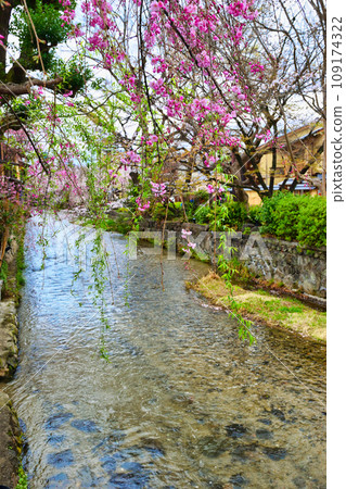 Beautiful cherry blossoms and spring scenery of Gion Shirakawa, Kyoto (Kyoto City, Kyoto Prefecture) 109174322