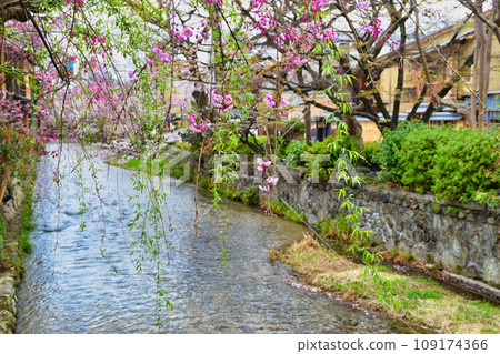 京都祗園白河美麗的櫻花和春天的景色（京都府京都市） 109174366