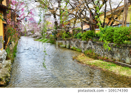 Beautiful cherry blossoms and spring scenery of Gion Shirakawa, Kyoto (Kyoto City, Kyoto Prefecture) 109174390