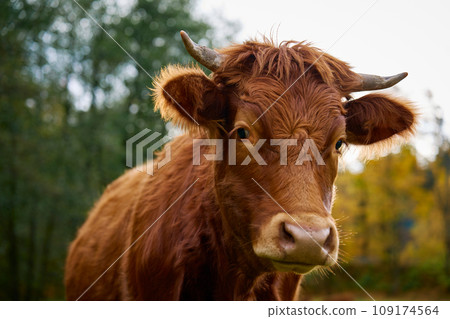 Brown cow grazing on field with green grass 109174564