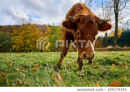 Brown cow grazing on field with green grass 109174565