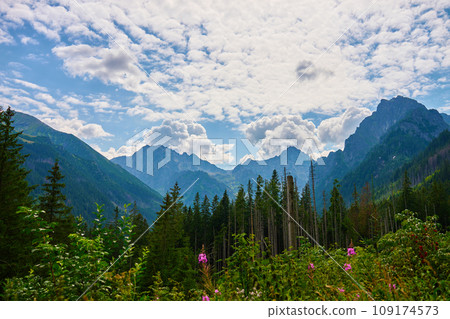 Mountains range near forest trees at summer day 109174573