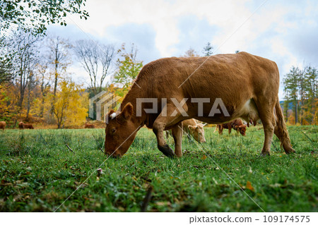 Brown cow grazing on field with green grass 109174575