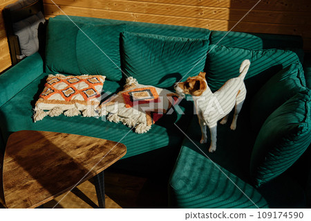 Dog standing on sofa in living room 109174590