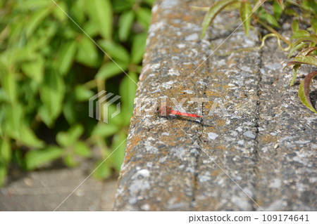 古根川紅蜻蜓從側面看 109174641