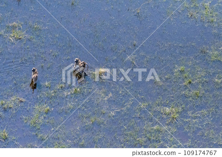 A young baboon family wading through the Okavango Delta A young baboon family wading through the Okavango Delta 109174767