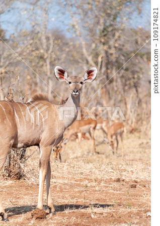Kudu in Chobe national park Kudu in Chobe national park 109174821