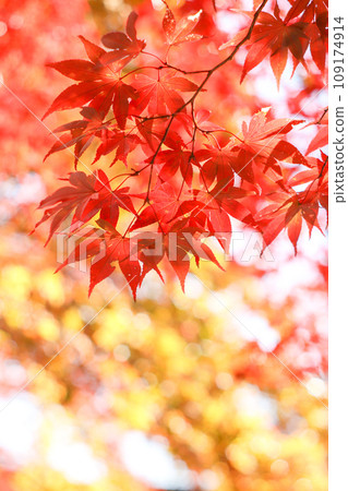 Autumn leaves 109174914